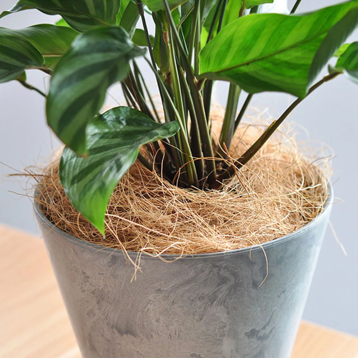 Coir Bird Nests Root Growth Garden Soil Practical Bonsai Good Permeability Home Small Pet Easy Apply Coconut Fiber Green Plant